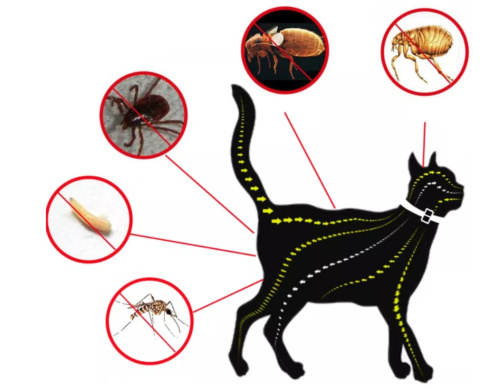 Najlepsza obroża przeciw pchłom i kleszczom dla kota